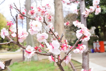cherry blossoms in Japan