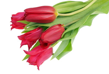 Five real red terry spring tulips flowers isolated