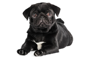 Pug dog isolated on a white background