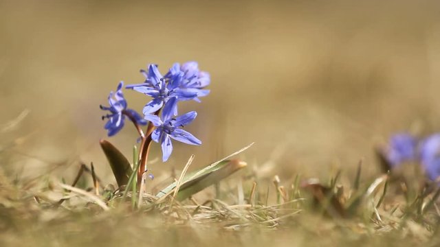 Purple spring flower of scilla bifolia closeup