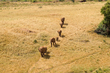Elefanten Herde im Tsavo West National Park, Kenia Afrika © Alexandra Henle