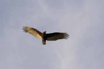 Flying Vulture