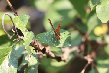Tiny butterfly in nature