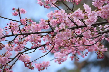 河津桜