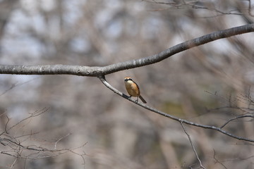 Shrike's beak is sharp as a hawk.