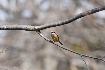 Shrike's beak is sharp as a hawk.