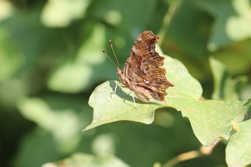 Obraz premium Tiny butterfly in nature