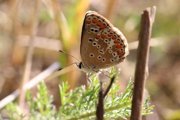 Tiny butterfly in nature