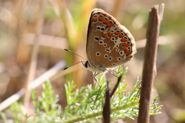 Tiny butterfly in nature