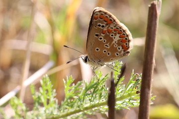 Tiny butterfly in nature