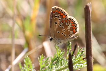 Tiny butterfly in nature