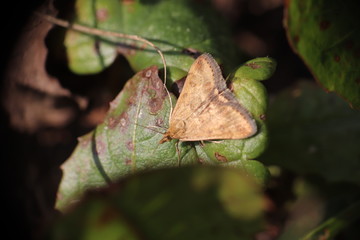 Tiny butterfly in nature