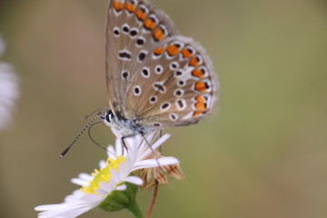 Fototapeta na wymiar Tiny butterfly in nature