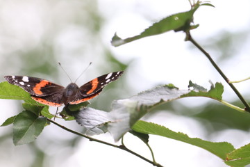 Fototapeta na wymiar Tiny butterfly in nature
