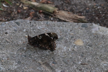 Butterfly in nature, photo Czech Republic