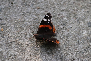 Butterfly in nature, photo Czech Republic