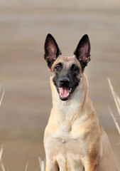 Portrait of a beautiful dog breed Belgian Shepherd Malinois on nature