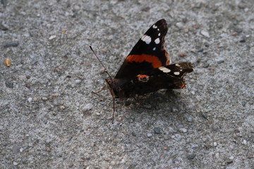 Butterfly in nature, photo Czech Republic