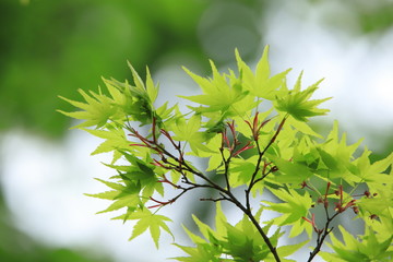 楓の新緑　Fresh green maple
