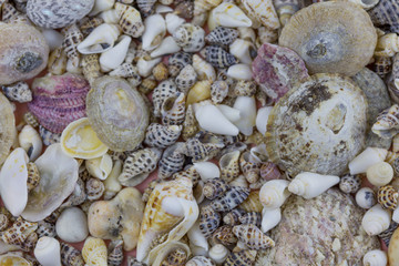 Fototapeta na wymiar Variety of seashells close-up. Beautiful sea background