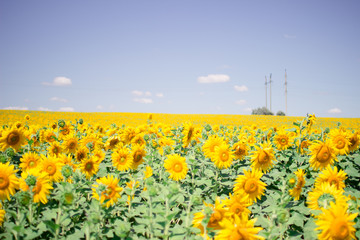 field of sunflowers