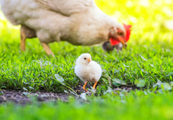 hen and little fluffy chickens walk on the lush green grass in the farm yard on a Sunny spring day
