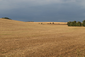 Tiny butterfly in nature