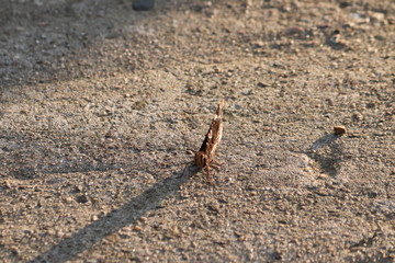 Tiny butterfly in nature