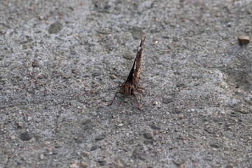 Tiny butterfly in nature
