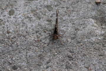 Tiny butterfly in nature