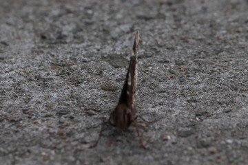 Tiny butterfly in nature