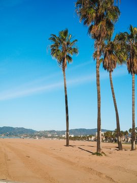High palm trees on Venice beach in Los Angeles