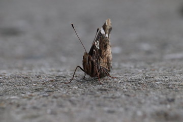 Tiny butterfly in nature