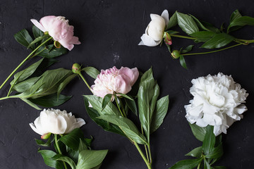 Peonies bouquet on black background