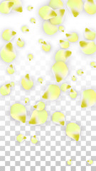 Vector Realistic Pink Petals Falling on Transparent Background.  Spring Romantic Flowers Illustration. Flying Petals. Sakura Spa Design. Blossom Confetti.