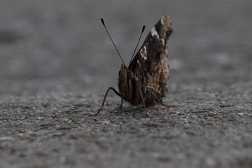 Tiny butterfly in nature