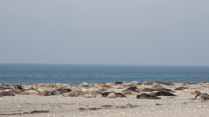grey seals lying on coast in germany 