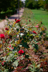 red berries of viburnum