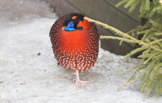 Temmincks Tragopa. Tragopan Lives In The Central And Eastern Parts Of The Himalayas, In India, Tibet, Bhutan And Nepal. Black Head, Red Body With White Speckles. Spots On The Sides Of The Tuft, Neck, 