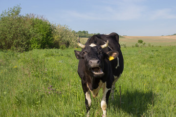 roaring cow,On the pasture black and white cow roared opening his mouth
