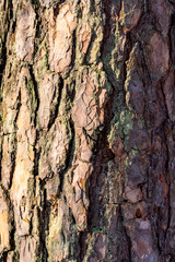 Pine bark, with resin, sanctified by the sun. Suitable as a wood texture in the design.