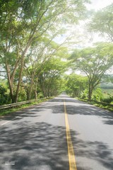 Obraz premium Road in forest