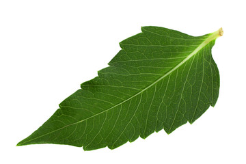Aster flower leaf closeup