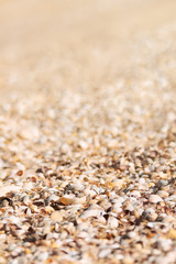 Shells and sand surface, beach background
