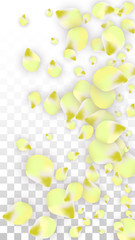 Vector Realistic Pink Petals Falling on Transparent Background.  Spring Romantic Flowers Illustration. Flying Petals. Sakura Spa Design. Blossom Confetti.