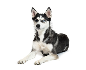 Siberian Husky lying in front of white background