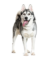 Siberian Husky in front of white background