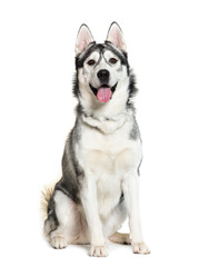 Siberian Husky sitting in front of white background