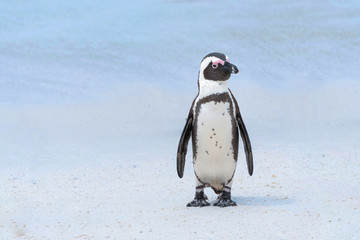 Fototapeta premium South Africa Penguins in the Boulders Beach Nature Reserve. Cape Town, South Africa