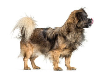 Tibetan spaniel in front of white background